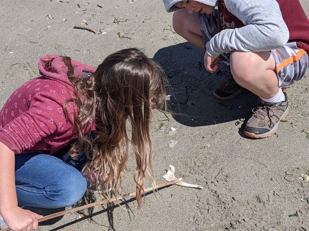 You never know what you might find beachcombing in the puget sound and all around Blake Island