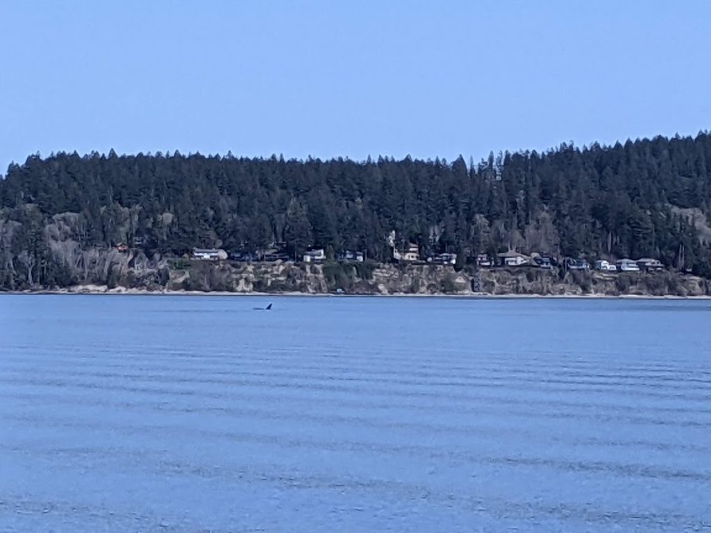 A Biggs transient bull orca in the puget sound in Carr Inlet in April 2021