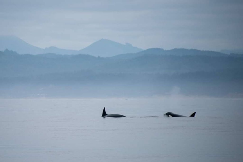 Orcas off the coast of Newport, OR - photo credit Rachel Konsella Photography. We journeyed from Port Angeles out the Strait of Juan de Fuca and down the US west coast to Crescent City, California.
