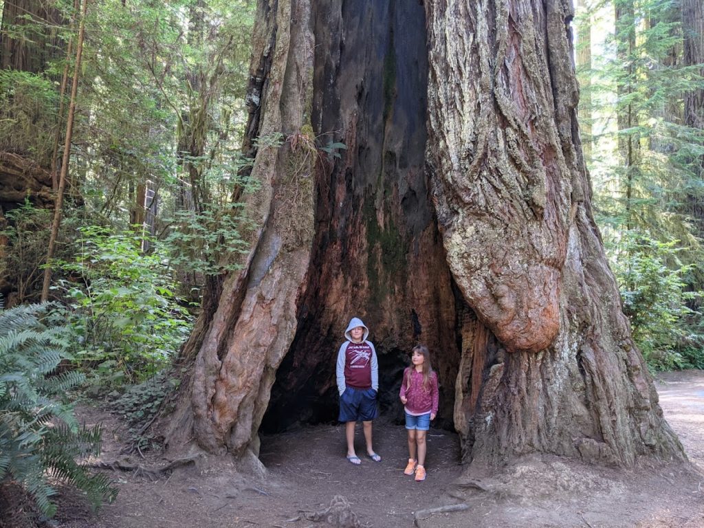 Evan and Kali standing inside one of the giant redwood trees