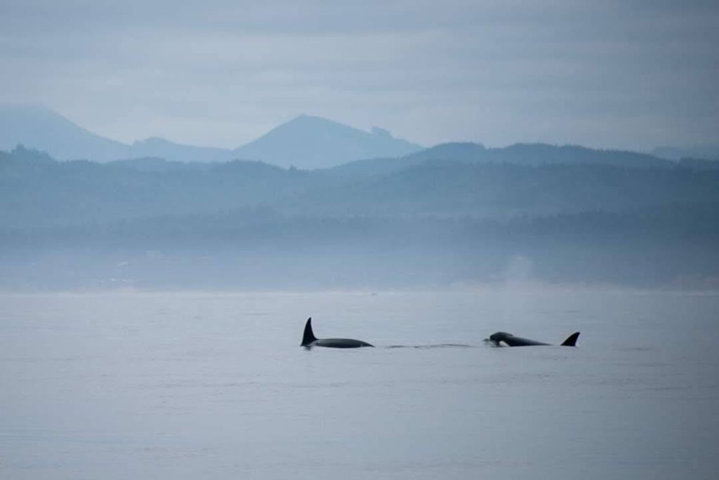 orca whales outside newport oregon seen while sailing south in the fall of 2021