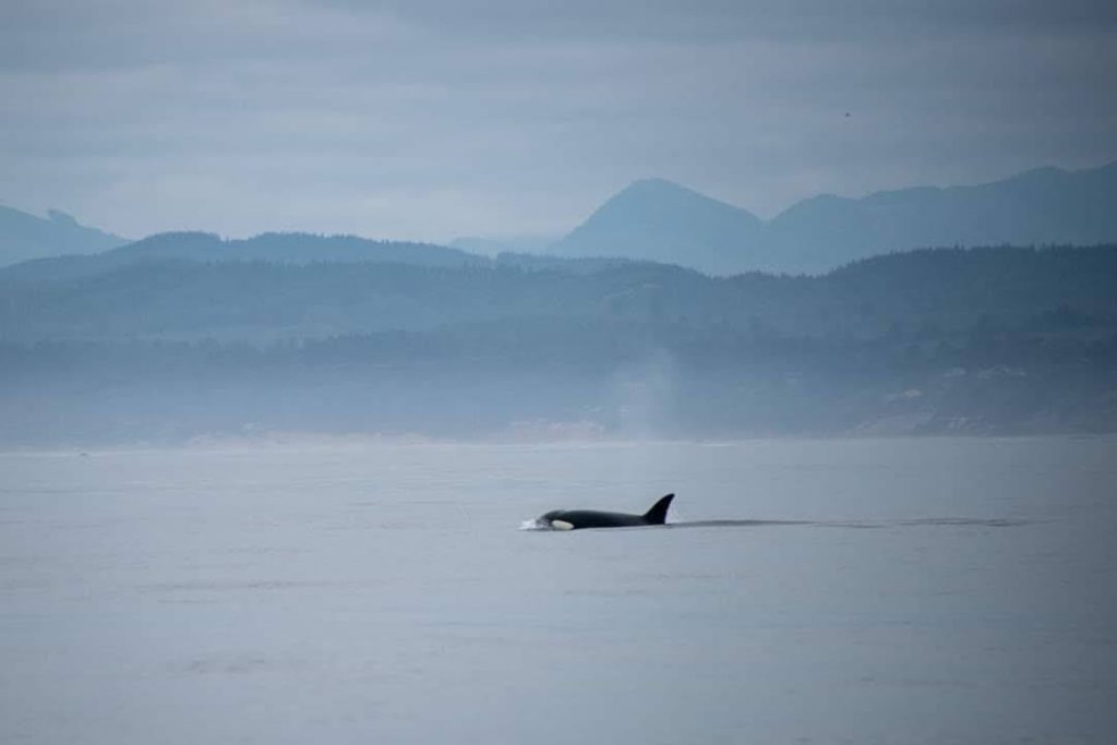 orca whales outside newport oregon seen while sailing south in the fall of 2021