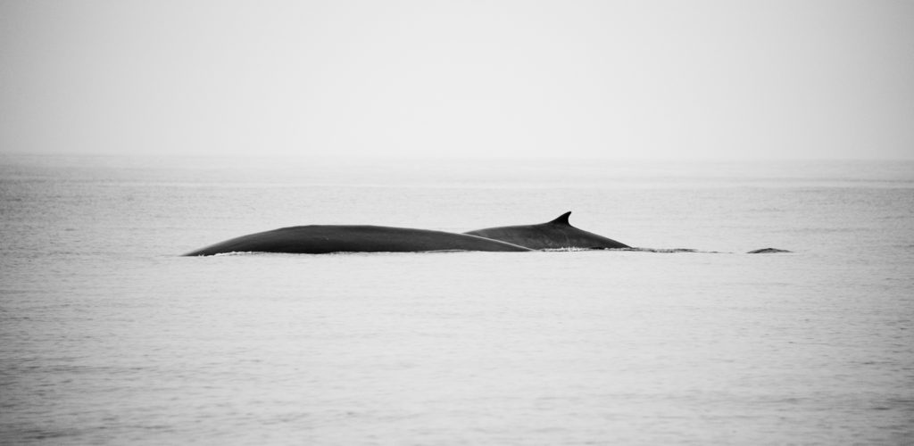 Whales seen offshore Washington and Oregon while sailing south. 
