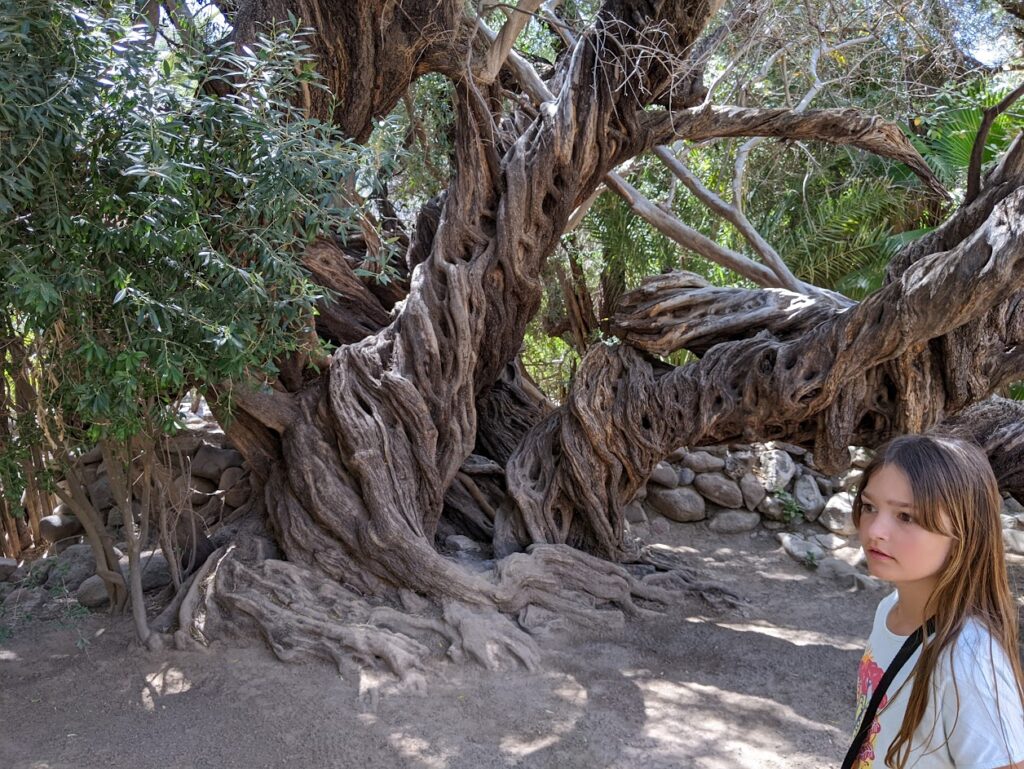 old olive tree at the san javier mission