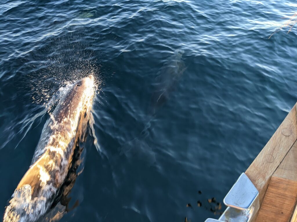 Dolphins greet our sailboat as we enter Bahia Concepcion headed to the anchorage at Santo Domingo in December 2023